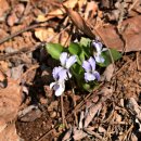 가리대광장 | 광명 구름산에서 보는 봄꽃 (2026-3-27)