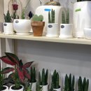 원종인의Flower 이미지