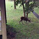 서귀포자연휴양림2 | [제주] 서귀포자연휴양림 (소나무동201,202호)