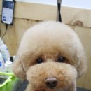 보드레도그 이미지