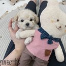 사랑애견샵 네이버블로그