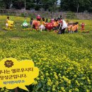 옐로우시티 이미지