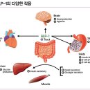 경구용 GLP-1 유사체 국내 허가 리벨서스정 3mg, 7mg, 14mg 이미지