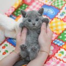 강아지고양이 미유펫 청주점 | 구례고양이분양 미유펫에서 데려왔어요!