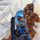 유동낚시터 | 통영 노대도 조은좌대 지금은 도다리 타작 문어 낚시 후기