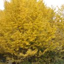 은행나무펜션 이미지