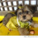 손바느질로 만드는 강아지 옷 이미지