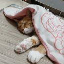 승진택시(주) | [일상] 26년 시작이 좋은 흰 비둘기의 소식, 1월(下)