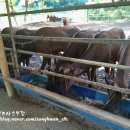 성환엘크사슴농장 이미지