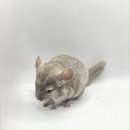 와우펫앤쥬 김해점 이미지