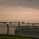 나래애견 이미지