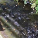 알록달록 오색 과일모찌 만들기 | 오키나와 나고시 테마파크 가볼만한 곳 후르츠랜드 입장료 및 후기