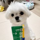 멍뭉펫 | 강아지치약 고민 끝! 떵이와 함께한 헬로마이펫 멍뭉치약 사용후기~