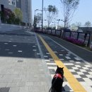 김춘식 | 송도 8공구 24시 오케이동물의료센터 김춘식 건강검진 후기