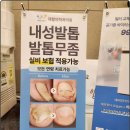 현대웰동물병원 | 강서구내성발톱 고민 탈출시켜준 염창동 365웰의 관리 후기