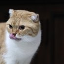 달달한 고양이 이미지