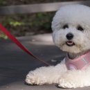 팜카밀레 이미지