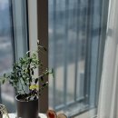 참조은떡 이미지