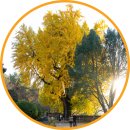 활성동 밀양시국궁장 | 밀양 금시당 백곡재 은행 상황 포토존 주차 경남 단풍 여행 가볼만한곳