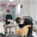대전애견미용학원 이미지