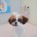 우리집강아지예쁘개 이미지