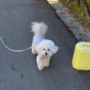 왕가수라청 | [속초] 강아지 동반 가능 + 아침식사 OK! 황태구이 한상 왕가수라청