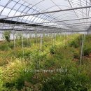 남천농장 이미지