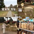 대지목장 | 제주도 애월 가볼만한곳 제주 동물원 도치돌 알파카목장