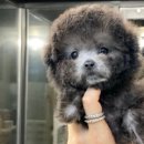 도그메종 | 애견분양 부산 수영구 민락동 부산강아지 도그메종 본점 위치 가격 후기