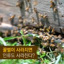 꿀벌 이미지