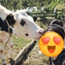 대관령 아기동물농장 이미지