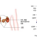 락스포츠 이미지