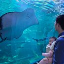 제주해양과학관 (아쿠아플라넷) | [제주 서귀포]7개월 아기와 제주도 가볼만한곳 - 아쿠아플라넷 제주 후기