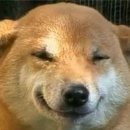 우하하 Daum카페