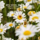 데이지 - 제주시 | 데이지