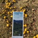 새들피아노 | 군위 사유원 방문 후기🍂(25.11.22)