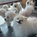 댕스럽개 이미지