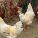 구구축산농원 이미지