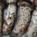 임홍식농장 이미지