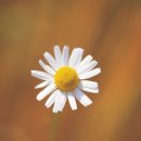 동덕여자대학교 비만미용향장대학원 이미지