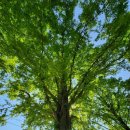 부귀 메타세쿼이아길 이미지