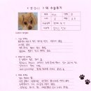꽃순 | [#997] 꽃순(양측 슬개골탈구 G3, G4)의 수술후기