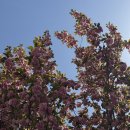 신양아파트 | 🌸 [부산 겹벚꽃 숨은 명소] 나만 알고 싶은 개금 신양아파트 실시간 개화(26.04.16) 🌸