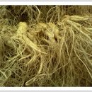 풍기인삼시장 이미지