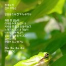 청개구리 이미지