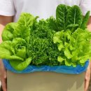 샐러드야 이미지