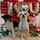 블루멍S 이미지