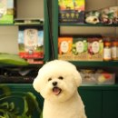 미용하개 이미지