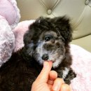 아리스타펫호텔 이미지