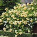 우리들원예사 이미지